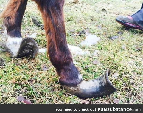 Why horse hoofcare is a big deal