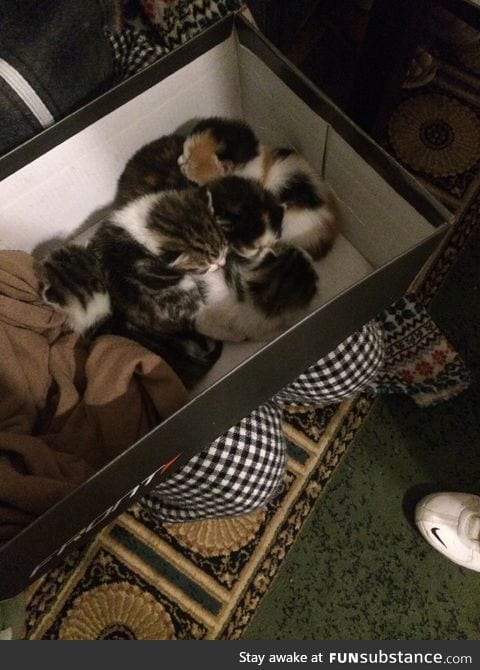 Found a bunch of kittens that were abandoned along with their sick mom