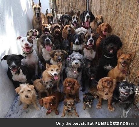 How did someone manage to get attention from 30 dogs and take this photo?