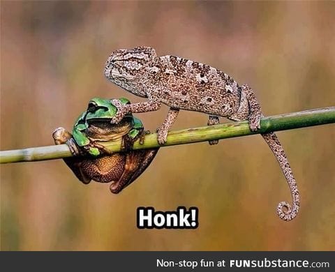 Honk!