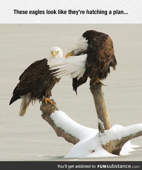 Evil eagles