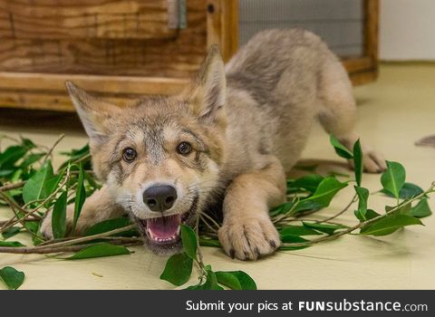 Day 526 of your daily dose of cute: I have a leaf