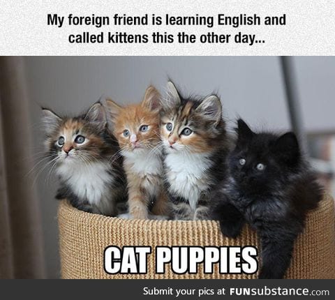 New word for kittens