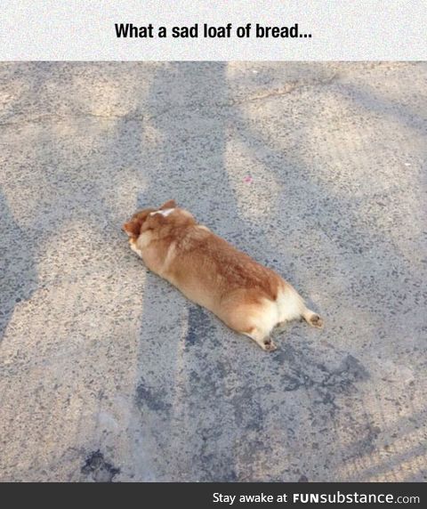 Corgi sploot