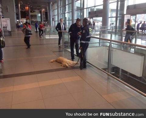 High quality Colombian airport security and drug sniffer dog