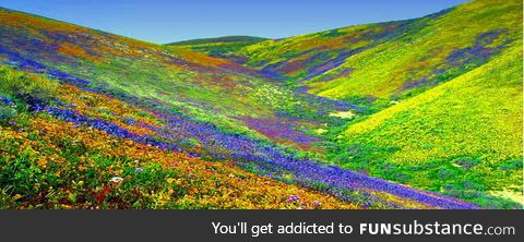 Valley of Flowers Himalayas of the Uttaranchal, India