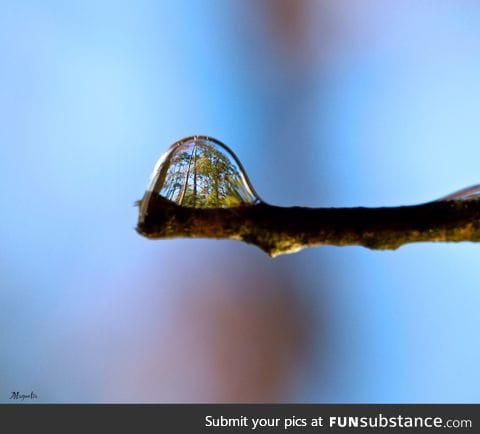 Forest refracted in a drop of water