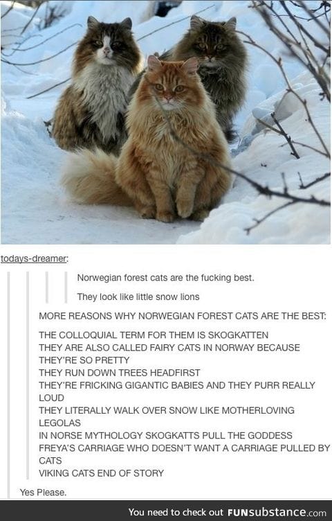 Norwegian Forest Cats are really cute