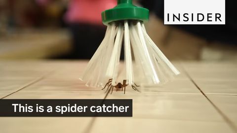 This tool is perfect for catching spiders if you're afraid of them