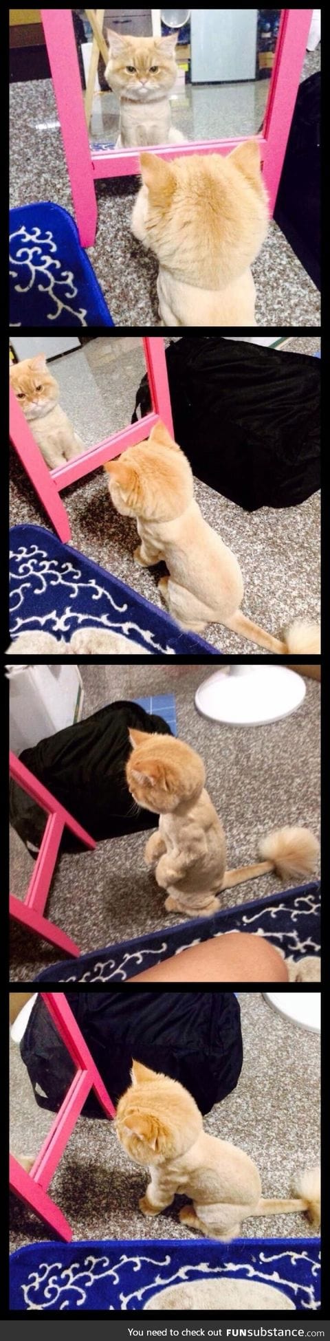 This cat stood for hours in front of the mirror after getting shaved