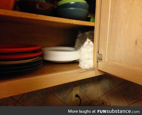 "The paper plates? They're in the cupboard next to the demented cat."