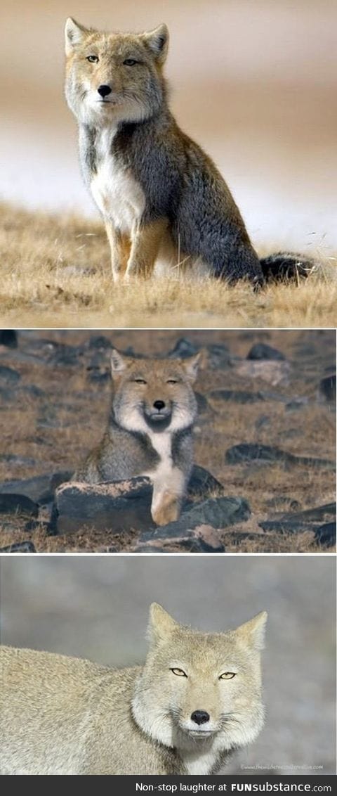 Tibetan Fox has had enough of your bullshit and doesn't find it amusing