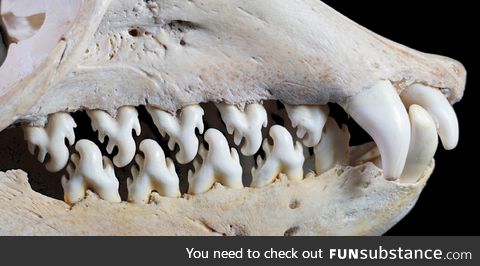 Teeth of a Crabeater Seal