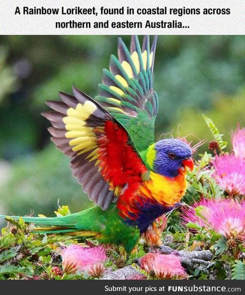 Colorful and beautiful creature