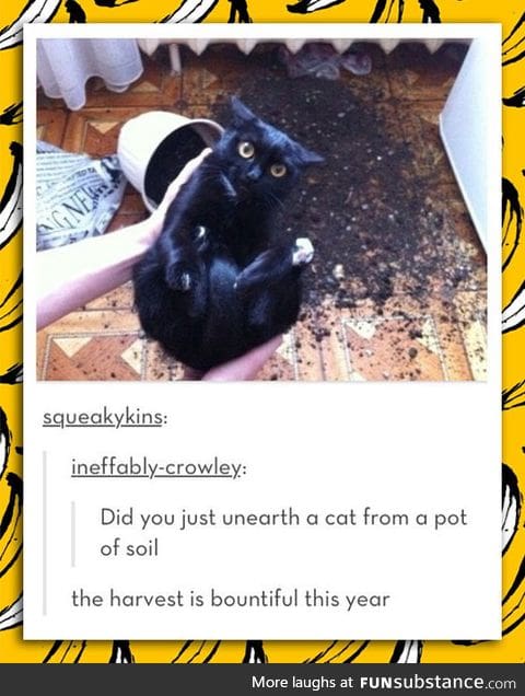 Harvesting cats