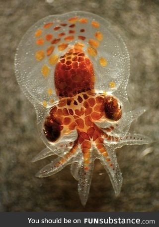 Have you ever seen a baby octopus?