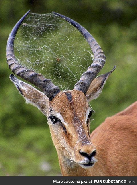 Scumbag spider using animal head as home