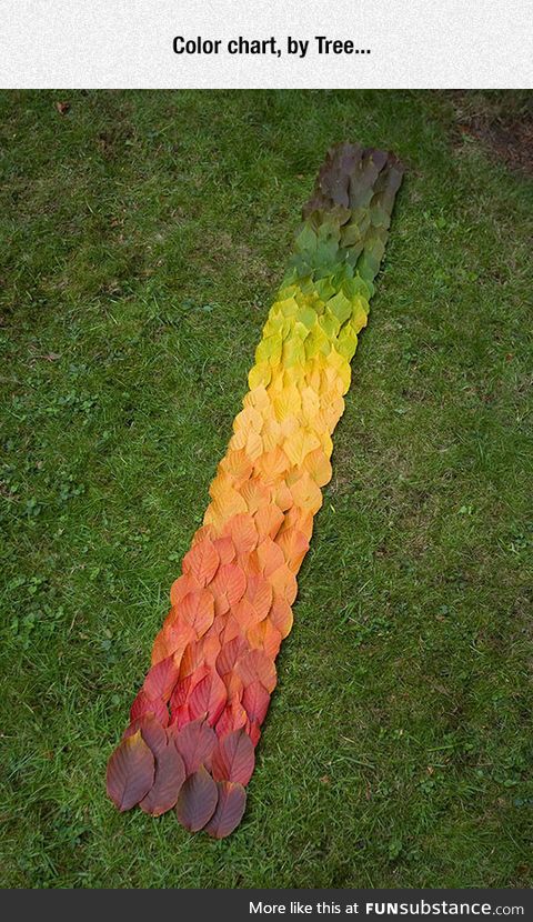 Nature's Color Patterns In The Form Of Leaves