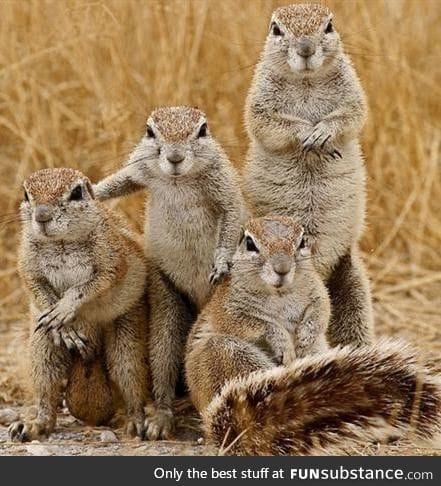 A bunch of gophers posing