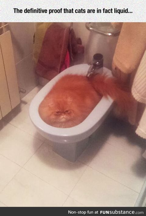 Scientific proof that cats are liquid
