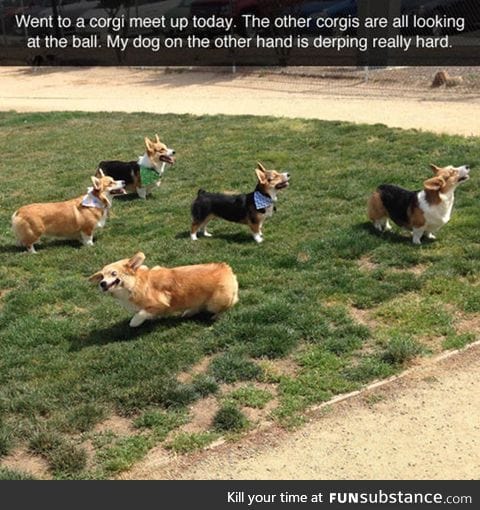 Malfunctioning corgi