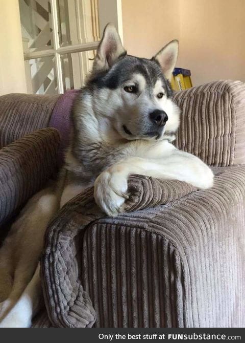 The most interesting dog in the world
