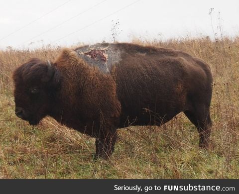 This bison got hit by lightning