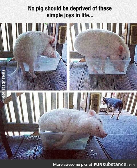 How to make a pig happy