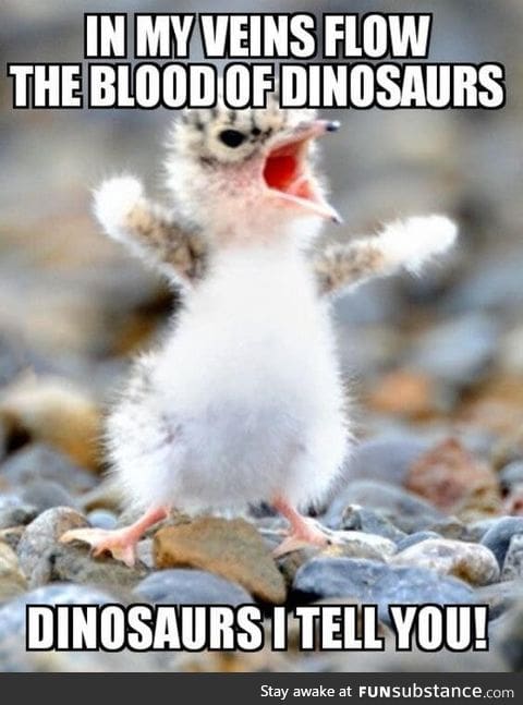 Dinosaurs evolved back wards