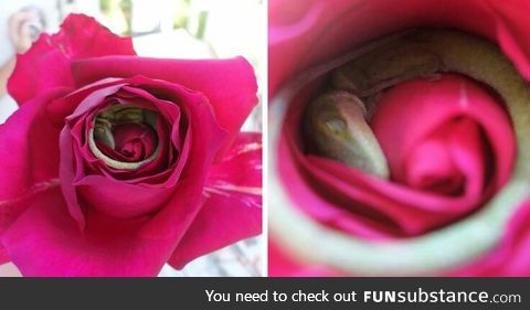 Tiny lizard curled up in a rose.