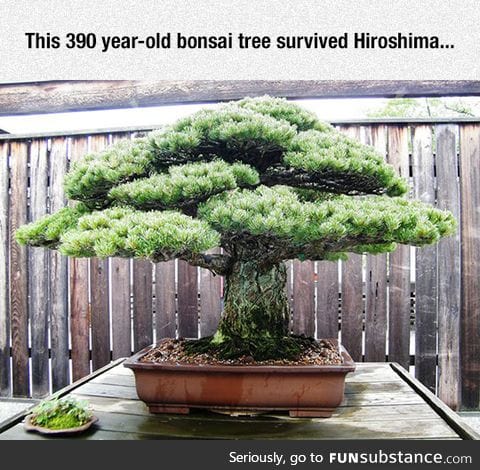 300 year old bonsai
