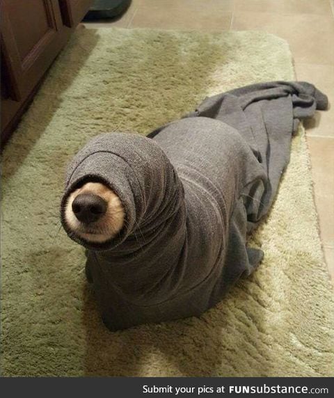 Dog seal