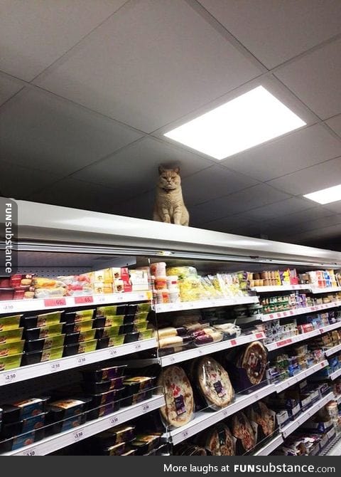 This is Olly. He keeps breaking in Saintbury's supermarket and never leaves. He sits