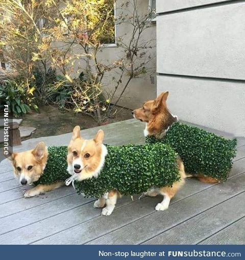 Camouflage Corgis reporting for duty
