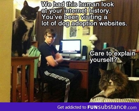 Funny captions with cats