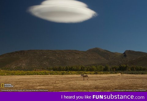 I think that zebra's about to get abducted