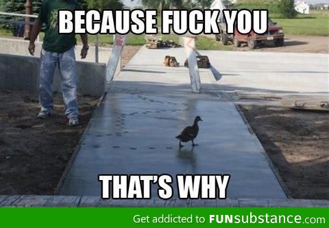 Scumbag duck