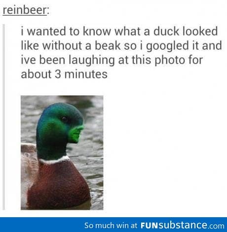 How duck look like without a beak