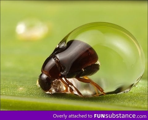 Bug escaping from within a water droplet