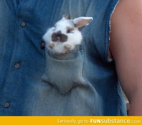 Pocket Bunny