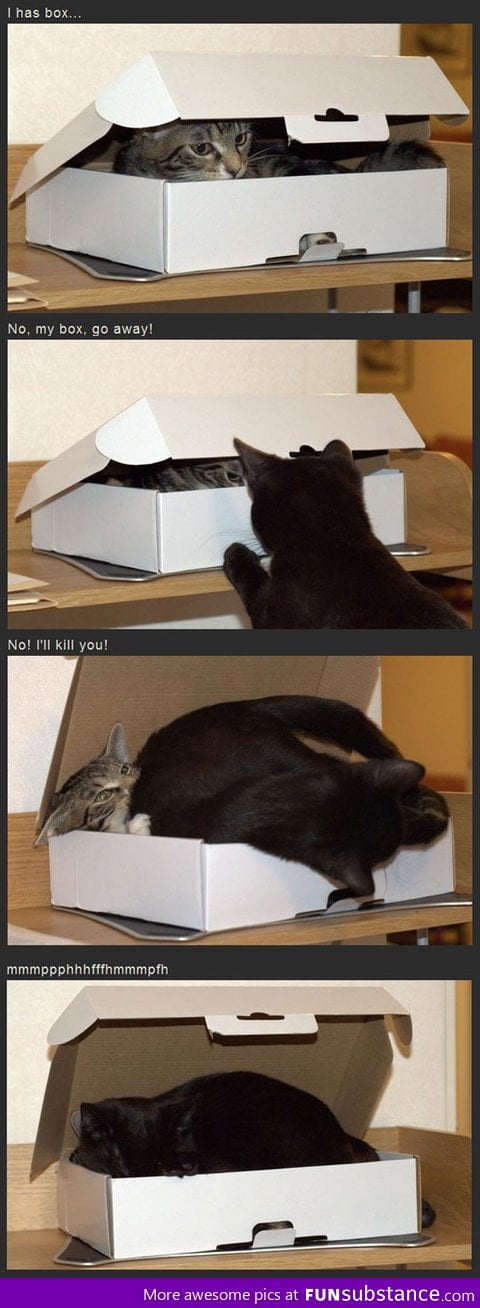 Cats and boxes