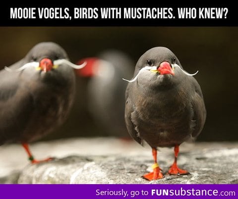 Birds with mustaches like a sir