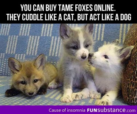 I'm getting a fox