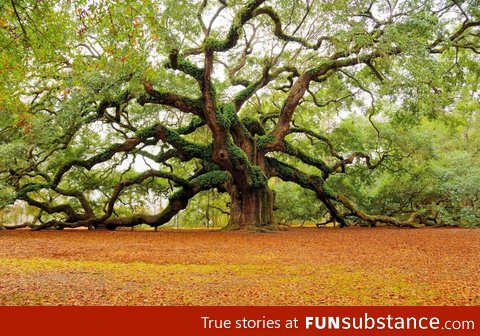 Incredible 1,400 year old tree