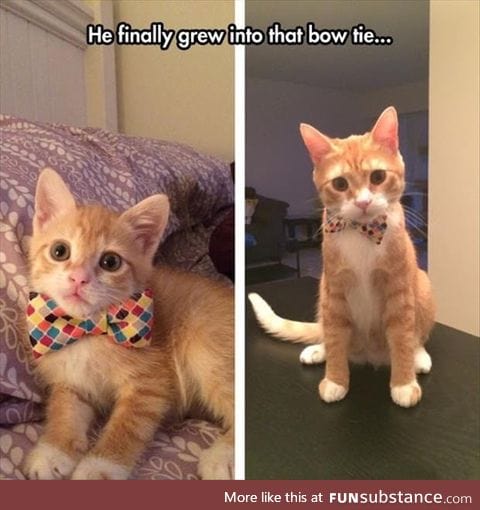 Cute bow tie