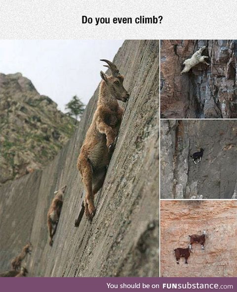 Goats are crazy stunt climbers