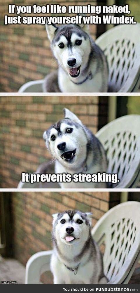 Clever pup