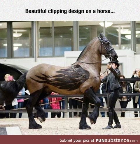 Fantastic clipping work on a horse