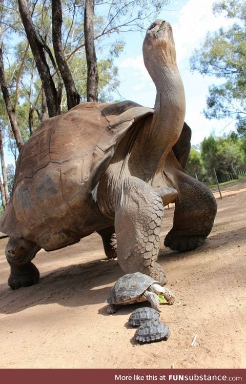 The Galapagos Tortoises can go without eating or drinking for up to a year