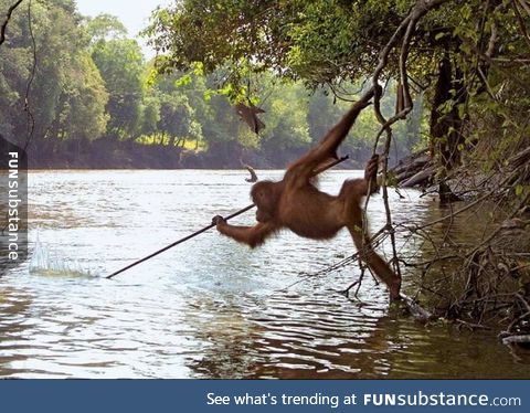 Orangutan from Borneo photographed using a spear tool to fish